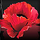 red poppy rose flower spa shiny beauty
