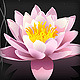 pink sacred lotus