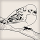hand drawn sparrow bird