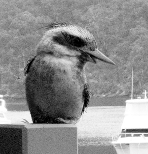 images/bird_b.jpg