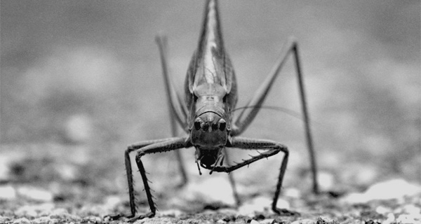 images/bug_b.jpg