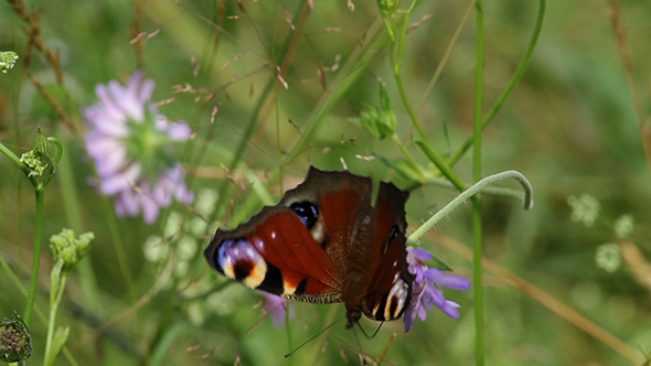 European Peacock Aglais Io Butterfly Stock Footage Videohive