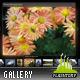 Amphasia Horizontal Resizable Gallery Amphasia Horizontal Resizable Gallery