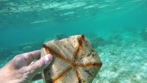 Scuba Diver Holding A Starfish Stock Footage Videohive