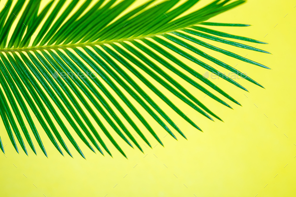 tropical background palm trees branches holiday stock photo by