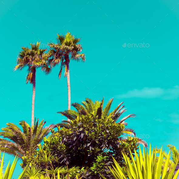 Tropical Palms. Minimal art style travel time Stock Photo by EvgeniyaPorechenskaya