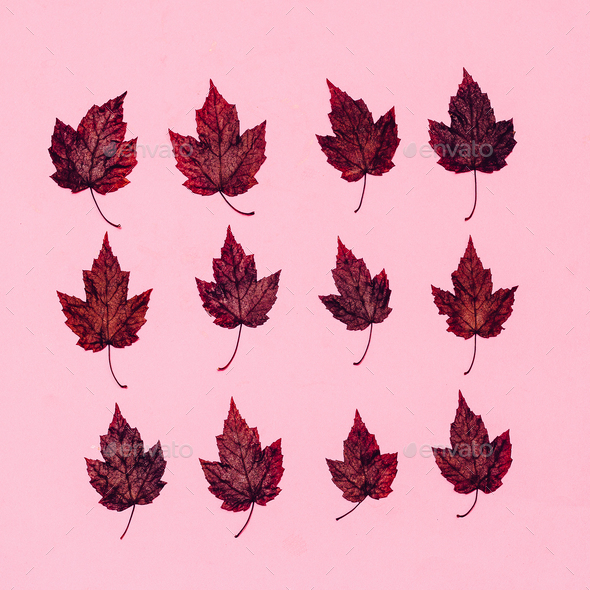 Set of Autumn Leaves Herbarium Minimal art Stock Photo by EvgeniyaPorechenskaya