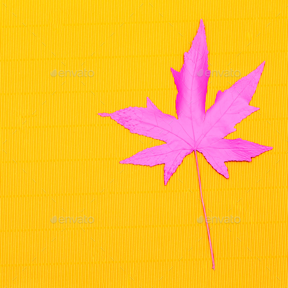 Autumn colored leaf. Minimal art design Stock Photo by EvgeniyaPorechenskaya