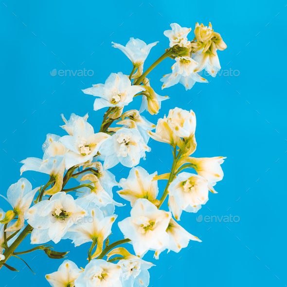 Blooming Flower minimal design art Stock Photo by EvgeniyaPorechenskaya