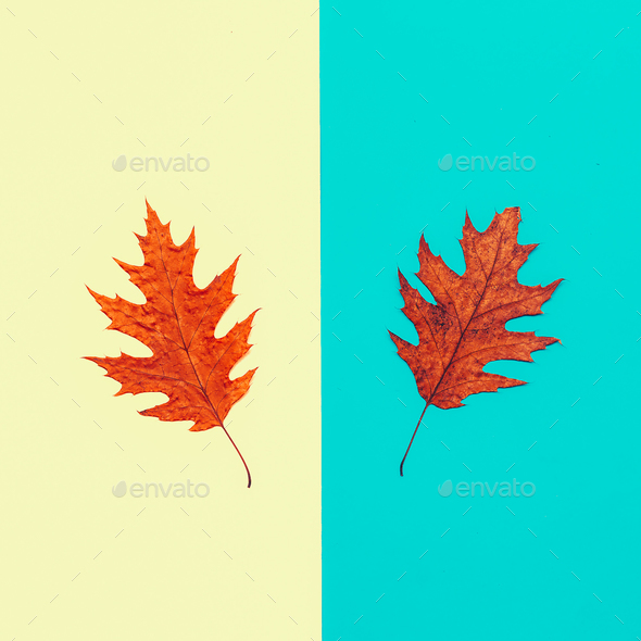 Leaf Autumn season Minimal art design Stock Photo by EvgeniyaPorechenskaya