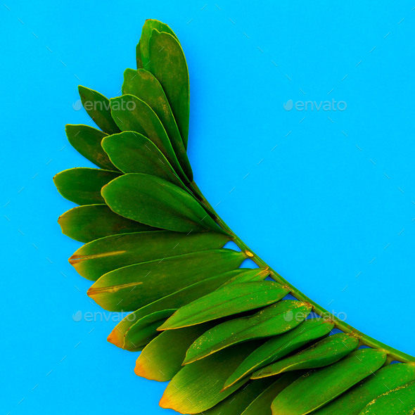 Tropical palm leaf Minimal Art Stock Photo by EvgeniyaPorechenskaya
