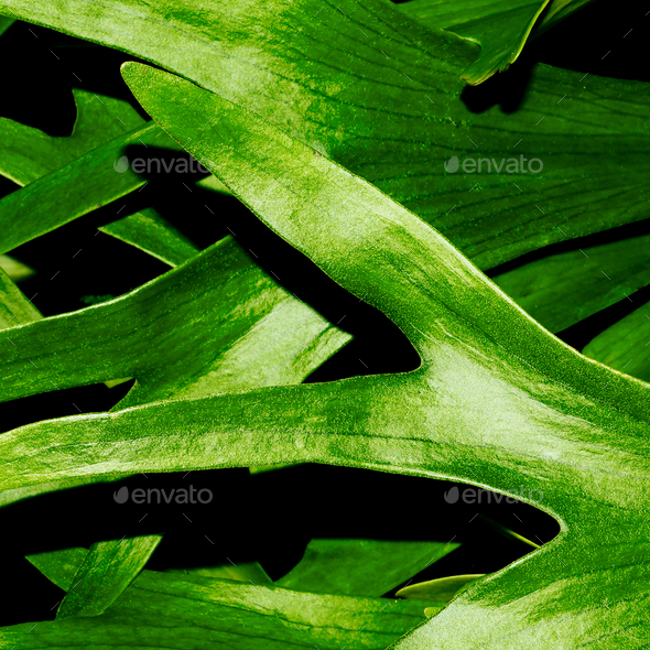 tropical plant close-up. Minimal design Stock Photo by EvgeniyaPorechenskaya