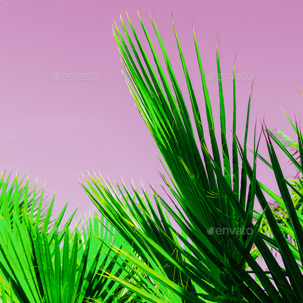 Palm leaves on a pink. Minimal Tropic Art Stock Photo by EvgeniyaPorechenskaya