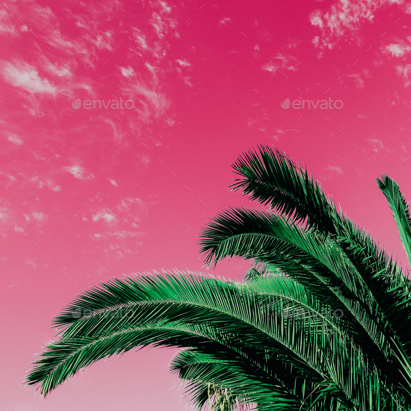 Tropical minimal. Palm leaf. Art color design Stock Photo by EvgeniyaPorechenskaya