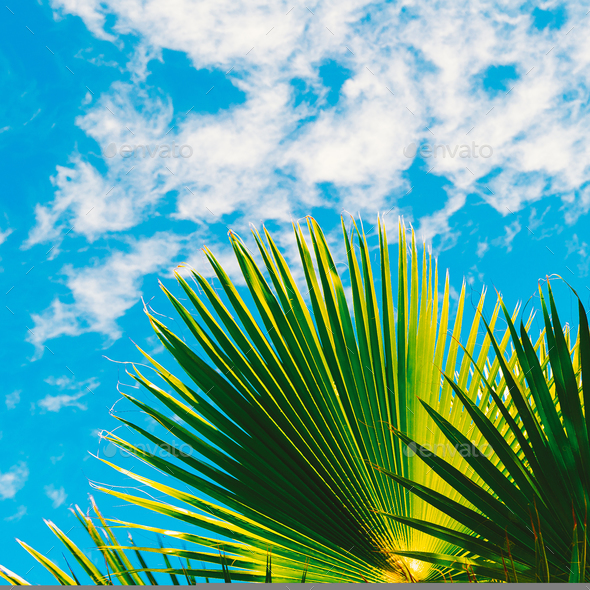 Palm leaf and blue sky. Minimal travel art Stock Photo by EvgeniyaPorechenskaya