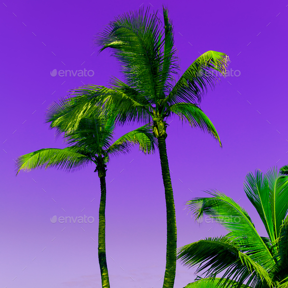 Canary Islands. Paradise. Tropical art minimal Palm trees on pur Stock Photo by EvgeniyaPorechenskaya