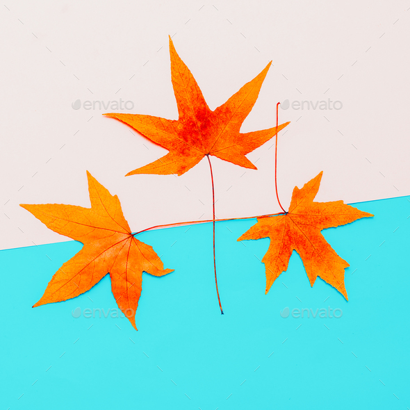 Set Leaf Autumn season Minimal art design Stock Photo by EvgeniyaPorechenskaya