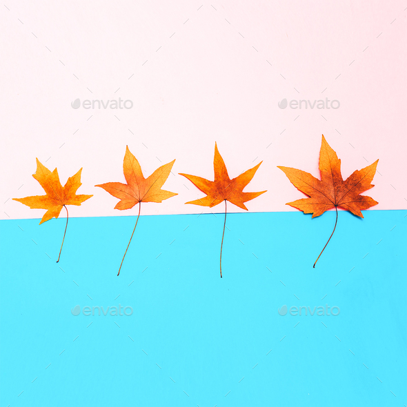 Set Leaf Autumn season Minimal art Stock Photo by EvgeniyaPorechenskaya