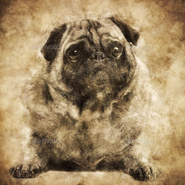 Fawn pug dog laying on the ground in a retro shot. Stock Photo by photocreo