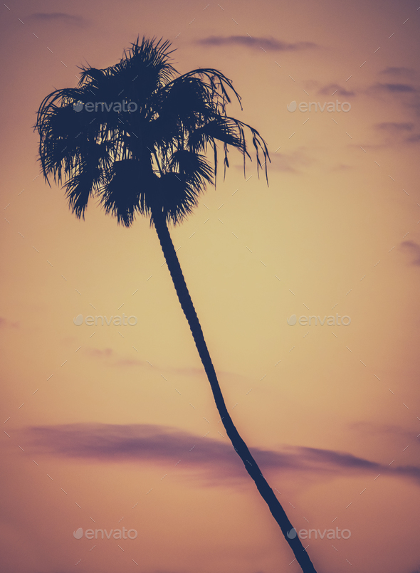 Golden Sunset Palm Tree Stock Photo by mrdoomits | PhotoDune