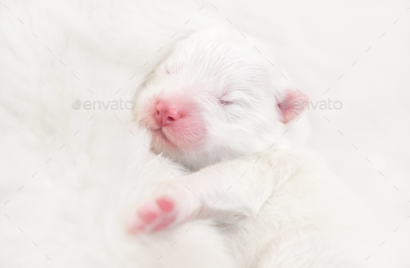 Blind newborn white puppy Stock Photo by tristana | PhotoDune