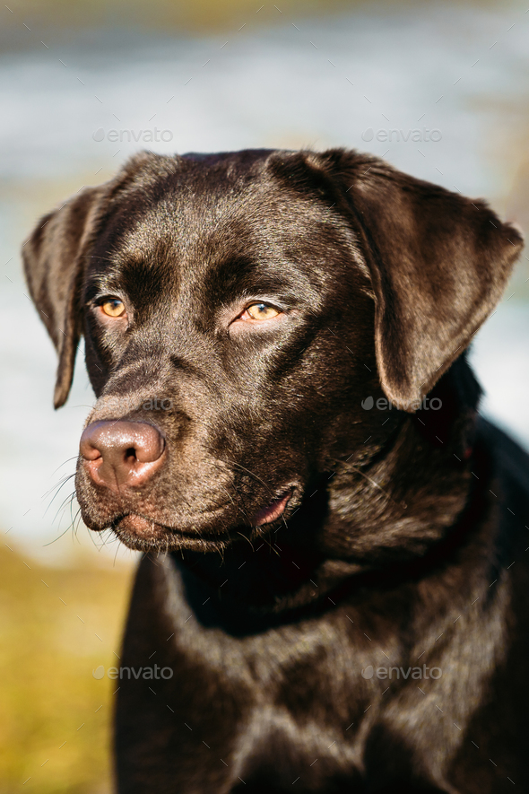 Beautiful Brown Dog Lab Labrador Retriever Stock Photo by Grigory_bruev