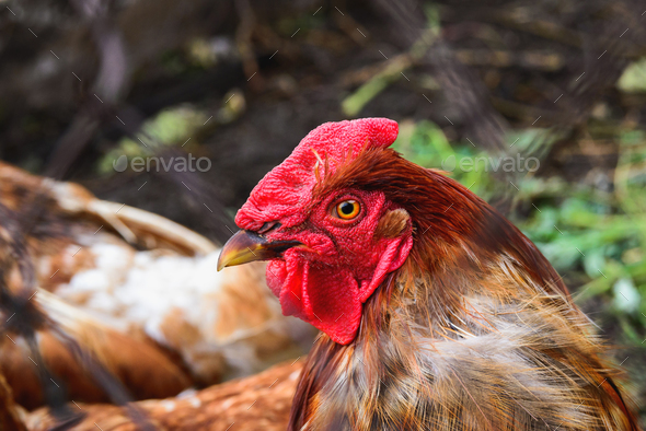 non-urban outdoors scene of red colored rooster behind a metal net fence Stock Photo by apagafonova