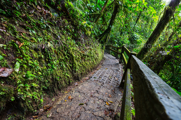 Hike in Costa Rica Stock Photo by Galyna_Andrushko | PhotoDune