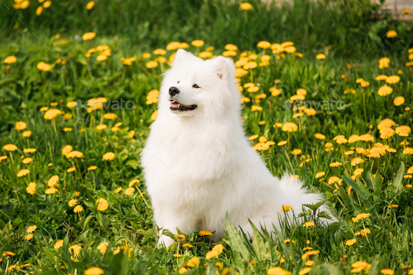 Young Happy Smiling White Samoyed Dog Or Bjelkier, Smiley, Sammy Stock Photo by Grigory_bruev