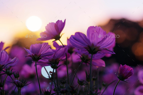 Purple cosmos with sun set Stock Photo by start08 | PhotoDune