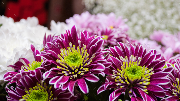 bouquet of chrysanthemum flowers Stock Photo by apagafonova | PhotoDune