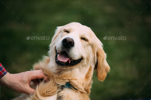Close View Of Funny Young Happy Labrador Retriever. Smiling Dog Stock Photo by Grigory_bruev