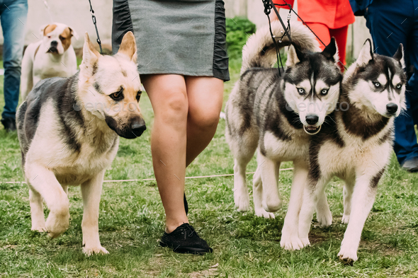 Alsatian Wolf Dog Or German Shepherd Dog And Two Husky Dog Runni Stock Photo by Grigory_bruev