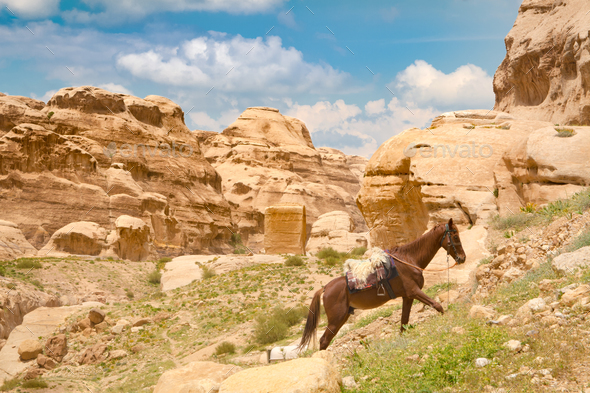 Horse in Petra - Jordan Stock Photo by shotsstudio | PhotoDune