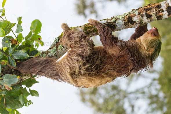 Sloth Stock Photo by Galyna_Andrushko | PhotoDune