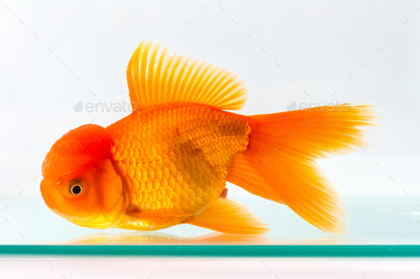 goldfish isolated in glass fish tank Stock Photo by chuyu2014 | PhotoDune