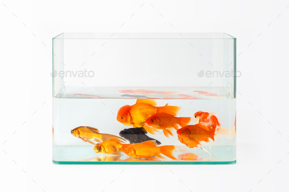 glass fish tank with goldfish isolated Stock Photo by chuyu2014 | PhotoDune