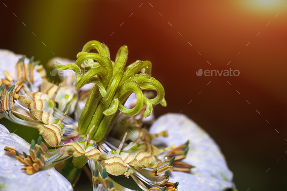 Invisible world of flora. Stamens and pistils of a miniature flo Stock Photo by Pilat666
