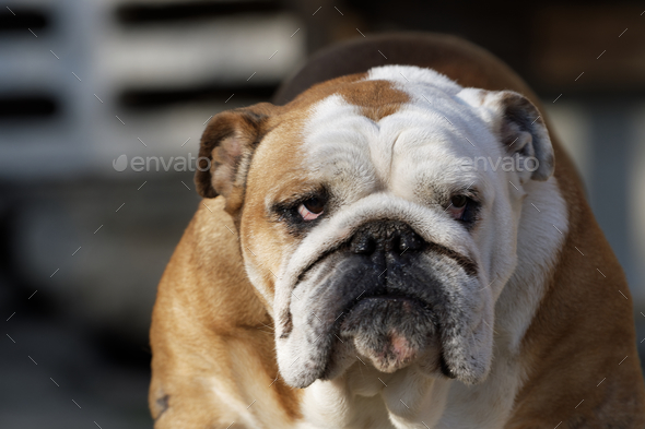 Portrait of the english bulldog Stock Photo by NERYX | PhotoDune