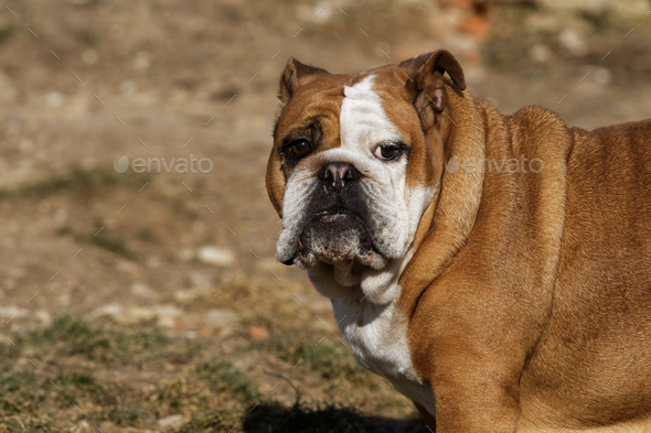Portrait of the english bulldog Stock Photo by NERYX | PhotoDune
