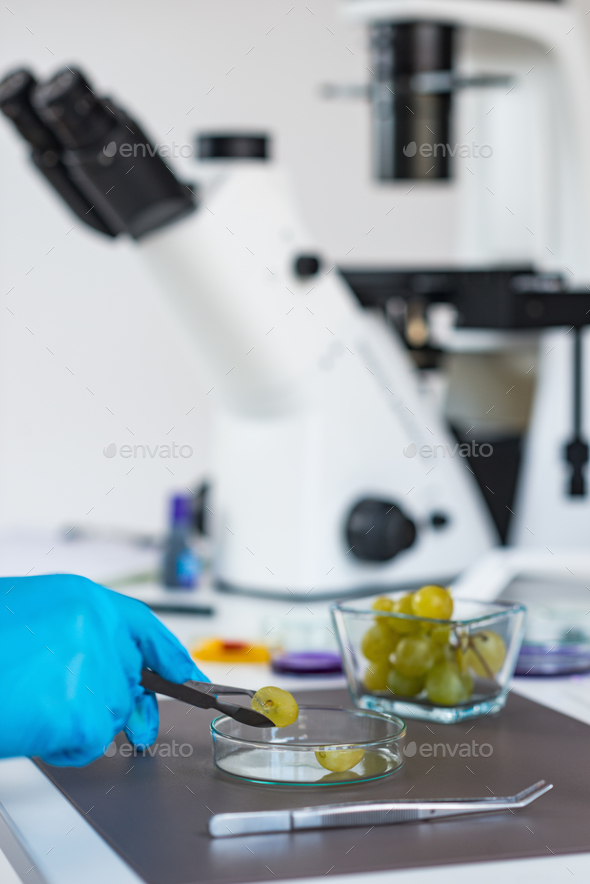 Food safety inspector working in laboratory Stock Photo by microgen