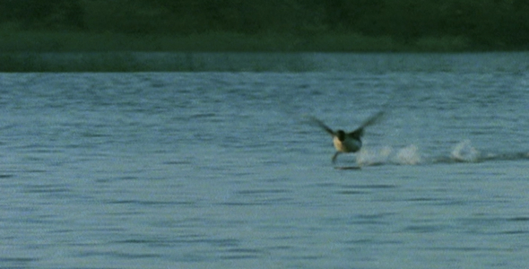 common loon in flight. Loon Taking Flight -