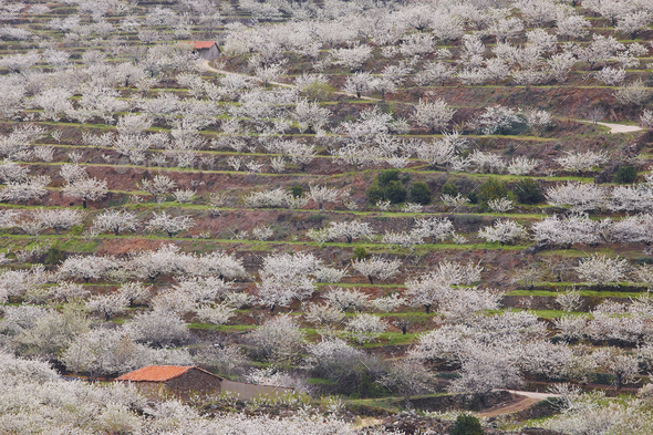 Cherry Blossom In Jerte Valley Hills Caceres Spring Spain Seasonal