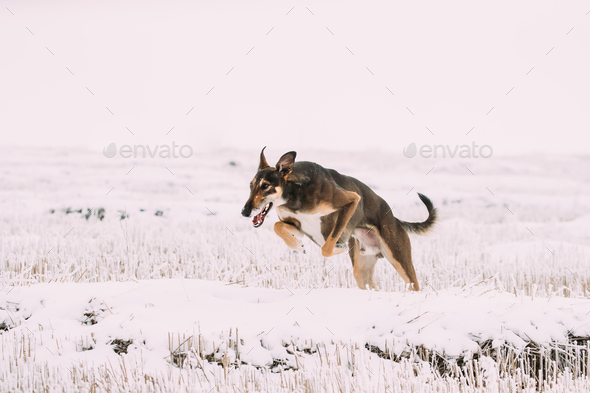 Hunting Sighthound Hortaya Borzaya Dog During Hare-hunting At Wi Stock Photo by Grigory_bruev