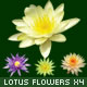 Lotus Flower Set (4) - GraphicRiver Item for Sale