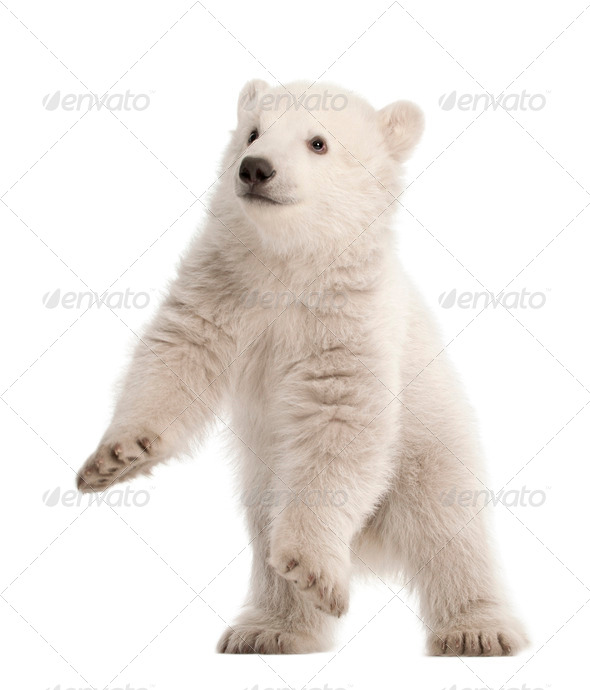 Polar Bear Cub Ursus Maritimus Months Old Standing Against White