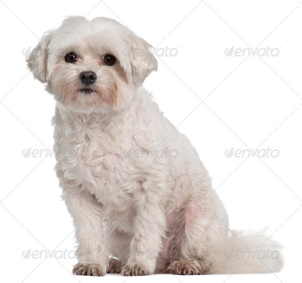 Poids du coton de tulear adulte