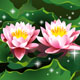 lotuses on water in a pond