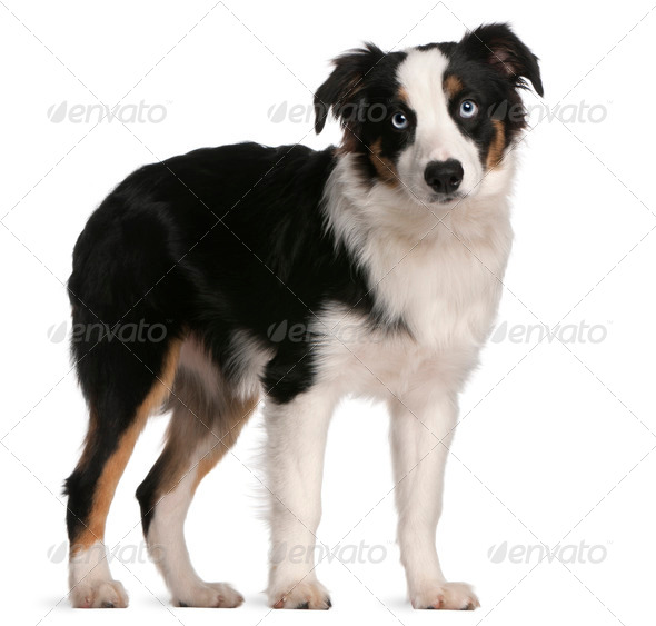 a short background information on the australian shepherd a short background information on the australian shepherd