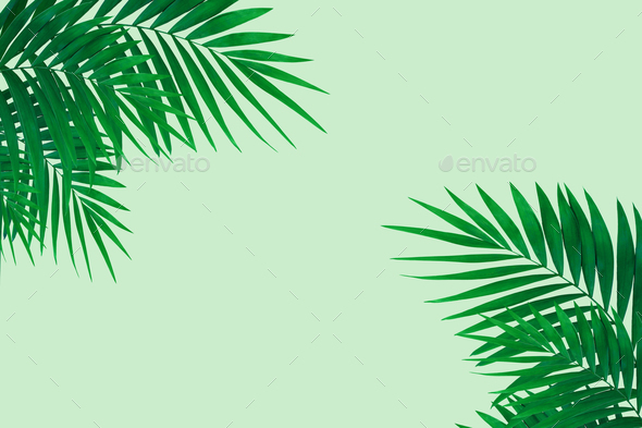 Exotic Green Tropical Palm Leaves Isolated On Light Background Flyer